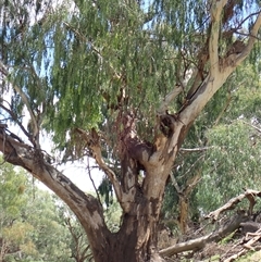 Eucalyptus (genus) (A Gum Tree) at Brewarrina, NSW - 11 Mar 2022 by MB