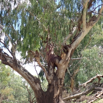 Eucalyptus sp. (A Gum Tree) at Brewarrina, NSW - 11 Mar 2022 by MB