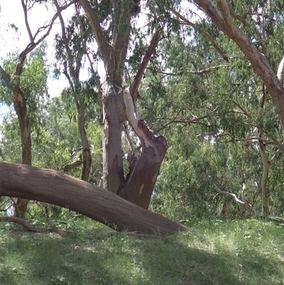 Eucalyptus (genus) (A Gum Tree) at Brewarrina, NSW - 11 Mar 2022 by MB
