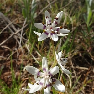 Wurmbea dioica subsp. dioica at Campbell, ACT - 7 Oct 2024 04:18 PM