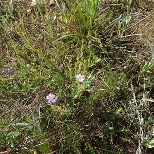 Vittadinia cuneata var. cuneata at Campbell, ACT - 7 Oct 2024