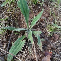 Plantago varia (Native Plaintain) at Campbell, ACT - 7 Oct 2024 by AndyRussell