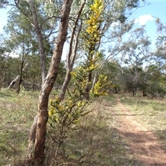 Acacia paradoxa (Kangaroo Thorn) at Campbell, ACT - 7 Oct 2024 by AndyRussell