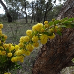 Acacia paradoxa at Campbell, ACT - 7 Oct 2024 04:33 PM