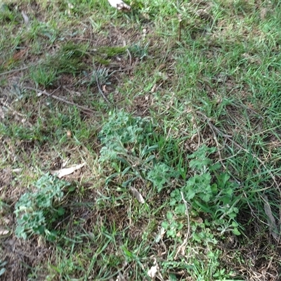 Marrubium vulgare (Horehound) at Campbell, ACT - 7 Oct 2024 by AndyRussell