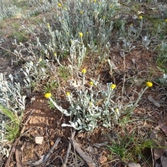 Chrysocephalum apiculatum (Common Everlasting) at Campbell, ACT - 7 Oct 2024 by AndyRussell