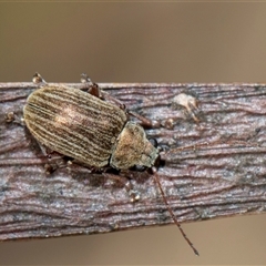 Edusella lineata (Leaf beetle) at Bruce, ACT - 15 Oct 2024 by AlisonMilton