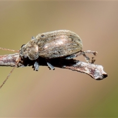 Edusella lineata at Bruce, ACT - 16 Oct 2024