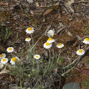 Leucochrysum albicans subsp. tricolor at Campbell, ACT - 7 Oct 2024