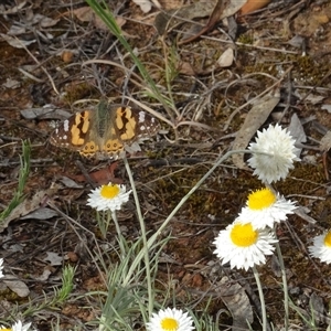 Leucochrysum albicans subsp. tricolor at Campbell, ACT - 7 Oct 2024