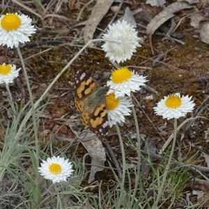 Leucochrysum albicans subsp. tricolor at Campbell, ACT - 7 Oct 2024