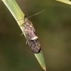 Leistomorpha brontoscopa (A concealer moth) at Bruce, ACT - 16 Oct 2024 by AlisonMilton