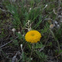 Leptorhynchos squamatus subsp. squamatus (Scaly Buttons) at Campbell, ACT - 7 Oct 2024 by AndyRussell