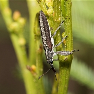 Rhinotia sp. in brunnea-group at Bruce, ACT - 16 Oct 2024 10:09 AM