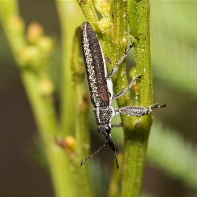 Rhinotia sp. in brunnea-group (A belid weevil) at Bruce, ACT - 15 Oct 2024 by AlisonMilton