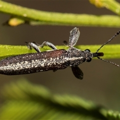 Rhinotia sp. in brunnea-group at Bruce, ACT - 16 Oct 2024 10:09 AM