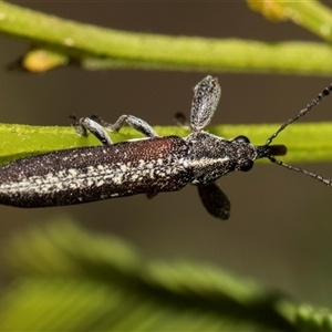 Rhinotia sp. in brunnea-group at Bruce, ACT - 16 Oct 2024 10:09 AM