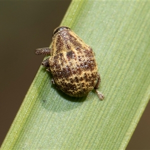 Haplonyx sp. (genus) at Bruce, ACT - 16 Oct 2024 09:14 AM