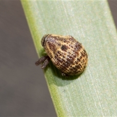 Haplonyx sp. (genus) at Bruce, ACT - 16 Oct 2024 09:14 AM