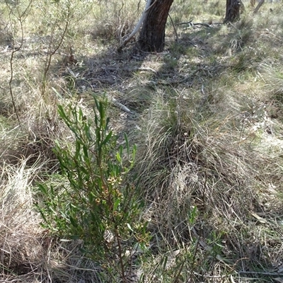 Dodonaea viscosa subsp. angustissima (Hop Bush) at Hall, ACT - 14 Sep 2024 by AndyRussell