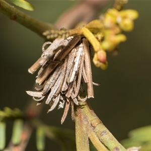 Psychidae - IMMATURE larvae at Bruce, ACT - 16 Oct 2024 10:13 AM