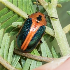 Calomela curtisi (Acacia leaf beetle) at Bruce, ACT - 15 Oct 2024 by AlisonMilton