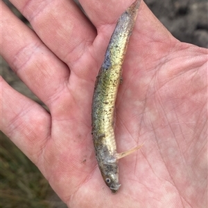 Misgurnus anguillicaudatus at Mitchell, ACT - suppressed