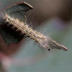 Uraba lugens (Gumleaf Skeletonizer) at Bruce, ACT - 15 Oct 2024 by AlisonMilton