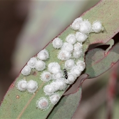 Glycaspis sp. (genus) at Bruce, ACT - 16 Oct 2024 by AlisonMilton