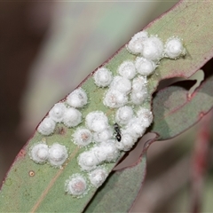 Glycaspis sp. (genus) at Bruce, ACT - 15 Oct 2024 by AlisonMilton