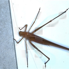 Unidentified Katydid (Tettigoniidae) at Rosedale, NSW - 17 Oct 2024 by jb2602