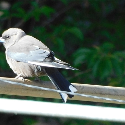 Artamus cyanopterus (Dusky Woodswallow) at Symonston, ACT - 17 Oct 2024 by CallumBraeRuralProperty