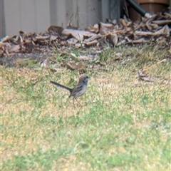 Malurus cyaneus (Superb Fairywren) at North Albury, NSW - 16 Oct 2024 by Darcy