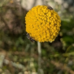 Lasioglossum (Chilalictus) lanarium by Darcy