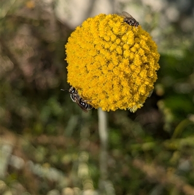 Lasioglossum (Chilalictus) lanarium by Darcy