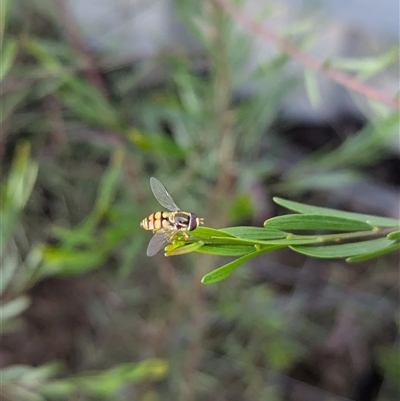 Simosyrphus grandicornis (Common hover fly) at North Albury, NSW - 18 Oct 2024 by Darcy