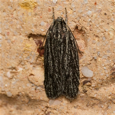 Pedois amaurophanes (A Gelechioid moth (Depressidae)) at Harrison, ACT - 17 Oct 2024 by DPRees125