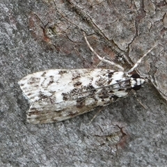 Scoparia (genus) (Unidentified Scoparia moths) at Hall, ACT - 18 Oct 2024 by Anna123