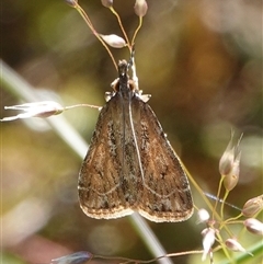 Eudonia cleodoralis (A Crambid moth) at Hall, ACT - 16 Oct 2024 by Anna123