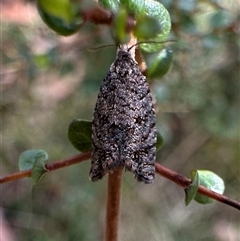 Isochorista pumicosa (A Tortricid moth) at Tantawangalo, NSW - 8 Oct 2024 by Pirom