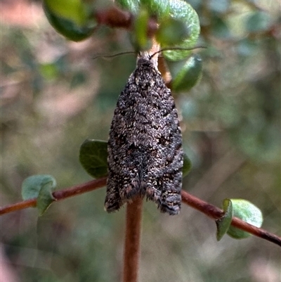 Isochorista pumicosa (A Tortricid moth) at Tantawangalo, NSW - 8 Oct 2024 by Pirom