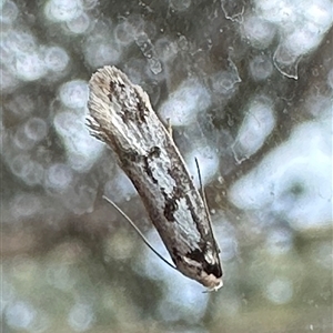 Eusemocosma pruinosa at Ainslie, ACT - 16 Oct 2024