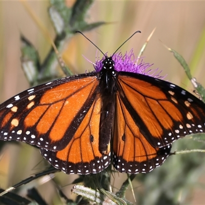 Danaus plexippus (Monarch) at Rosedale, NSW - 16 Oct 2024 by jb2602