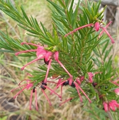 Grevillea sp. (Grevillea) at Ainslie, ACT - 18 Oct 2024 by Jeanette