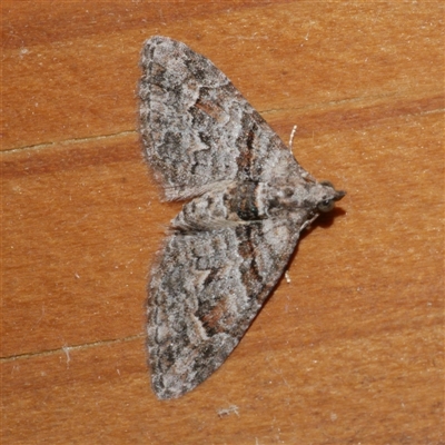 Phrissogonus laticostata (Apple looper moth) at Freshwater Creek, VIC - 17 Jan 2021 by WendyEM