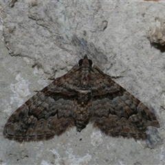 Phrissogonus laticostata (Apple looper moth) at Freshwater Creek, VIC - 17 Jan 2021 by WendyEM