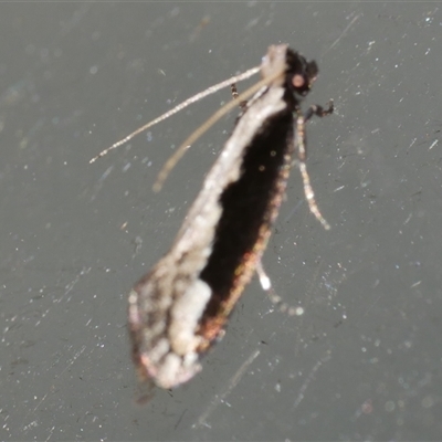Erechthias diaphora (A Tineid moth (Erechthiinae) at Freshwater Creek, VIC - 21 Jan 2021 by WendyEM