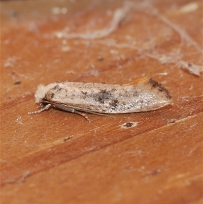 Monopis argillacea (A Clothes moth (Tineidae)) at Freshwater Creek, VIC - 21 Jan 2021 by WendyEM