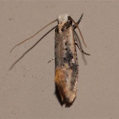 Monopis argillacea (A Clothes moth (Tineidae)) at Freshwater Creek, VIC - 21 Jan 2021 by WendyEM