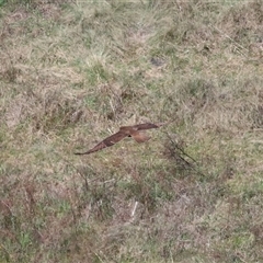 Falco berigora at Strathnairn, ACT - 10 Oct 2024 10:58 AM